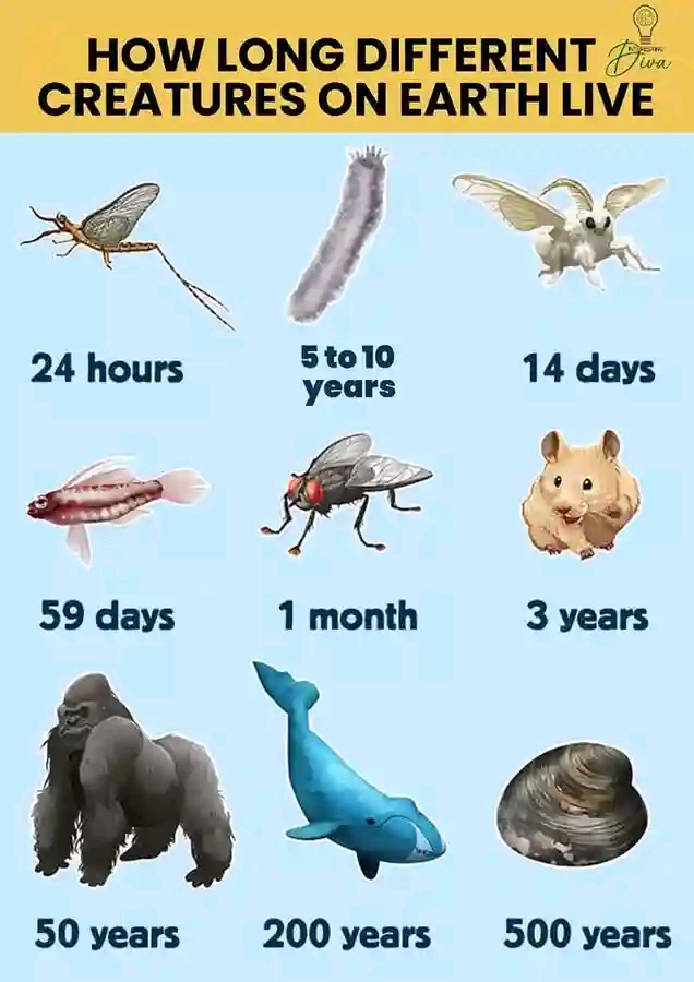 No preview available