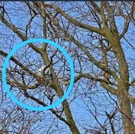 No preview available