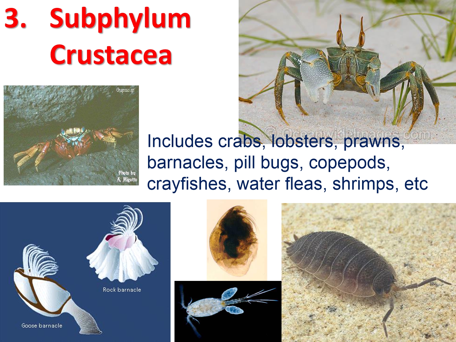 Crustacean Examples With Names